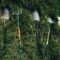 several shovels on grass